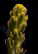 Castilleja arachnoidea -  Cobwebby Paintbrush